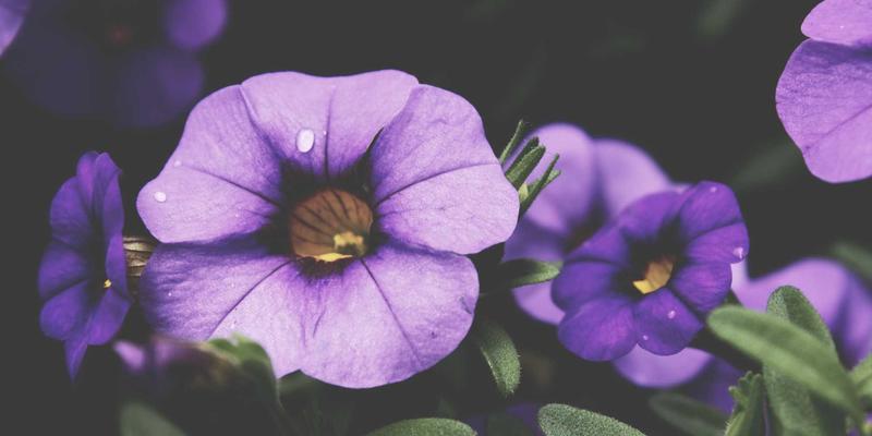 SD-WAN与SASE融合演进：资源协同与编程实践IT教程