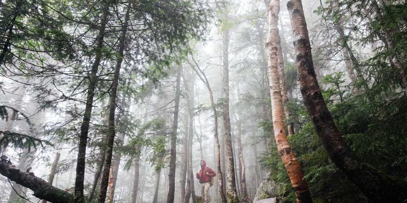 网络即服务（NaaS）模型：IT教程与编程视角下的企业网络消费与管理革命